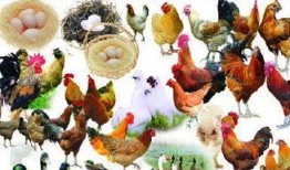 闽南人爆料鸡鸭舍视频大全,揭秘农村养殖现状